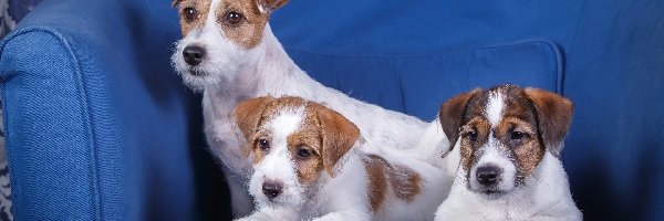 Niebieska, Szczeniaki, Jack Russell terrier, Sofa, Psy, Trzy