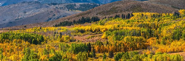 Eastern Sierra, Kalifornia, Roślinność, Jesień, Region, Góra Conway, Drzewa, Stany Zjednoczone