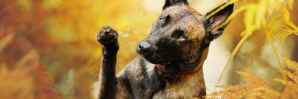 Owczarek belgijski Malinois, Paprocie, Pies