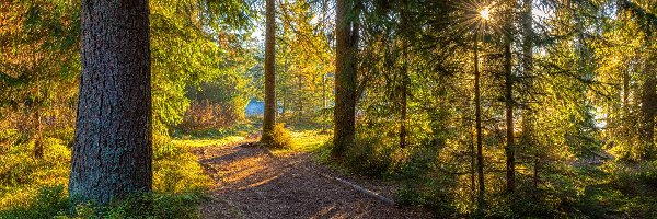 Ścieżka, Drzewa, Krzewy, Promienie słońca, Las, Zielony