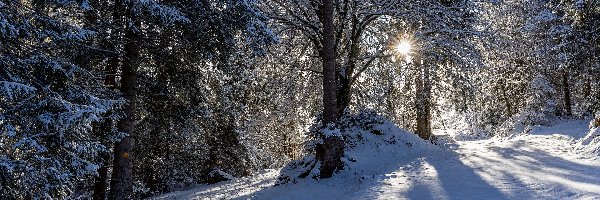 Promienie słońca, Drzewa, Śnieg, Las, Zima, Ślady, Ścieżka