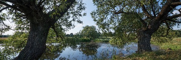 Trawa, Drzewa, Staw