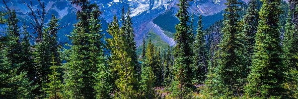 Świerki, Góry, Stany Zjednoczone, Stan Waszyngton, Drzewa, Kwiaty, Park Narodowy Mount Rainier, Ośnieżone