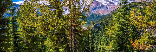 Drzewa, Ośnieżone, Stany Zjednoczone, Stan Waszyngton, Szczyty, Rośliny, Park Narodowy Mount Rainier, Góry