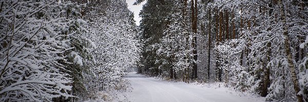 Droga, Drzewa, Zaśnieżona, Zima, Ośnieżone, Las