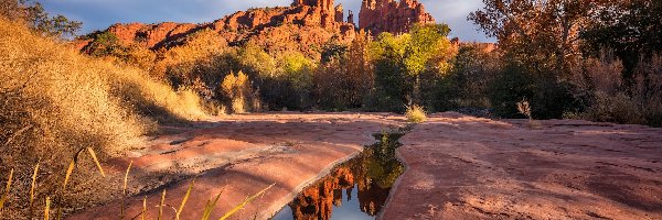 Stany Zjednoczone, Drzewa, Formacja Cathedral Rock, Kałuża, Skały, Arizona, Sedona