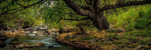 Kamienie, Rzeka, Drzewo