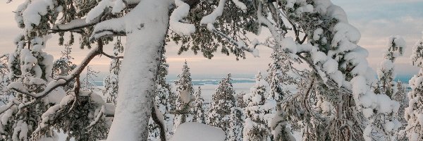 Drzewa, Śnieg, Zima, Zaśnieżone