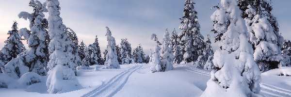 Wzgórze, Drzewa, Świerki, Ślady, Śnieg, Zima