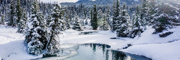 Drzewa, Prowincja Alberta, Zima, Góry, Rezerwat Ink Pots, Rzeka, Johnston Creek, Kanada, Park Narodowy Banff, Lasy