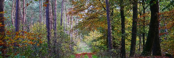 Opadłe, Droga, Ścieżka, Liście, Las, Jesień