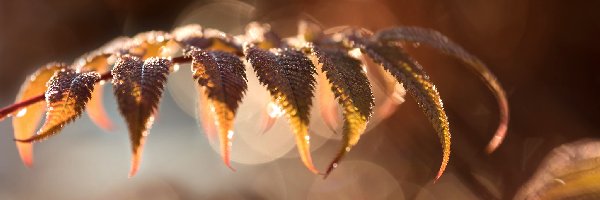 Bokeh, Rozmyte tło, Zbliżenie, Liście