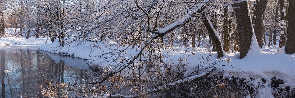 Drzewa, Śnieg, Rzeka, Zima
