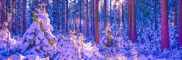 Las, Śnieg, Drzewa, Promienie słońca, Zaspy