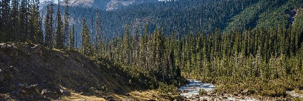 Świerki, Wapta Mountain, Kanada, Kolumbia Brytyjska, Drzewa, Rzeka, Park Narodowy Yoho, Góra