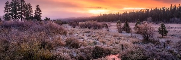 Mgła, Krzewy, Szron, Wschód słońca, Drzewa, Las