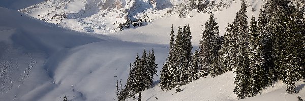 Mount Rainier, Góry, Stany Zjednoczone, Stan Waszyngton, Stratowulkan, Drzewa, Park Narodowy Mount Rainier, Zima