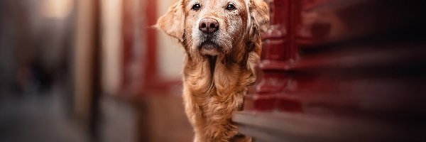 Ściana, Golden retriever, Pies