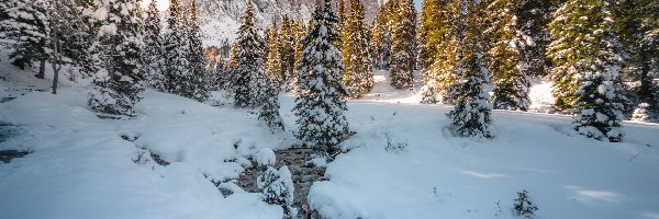 Góry, Drzewa, Las, Śnieg, Zima, Strumyk, Ośnieżone