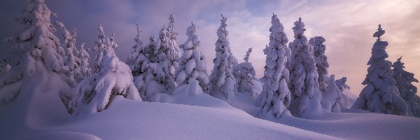 Zima, Drzewa, Ośnieżone, Zaspy, Chmury
