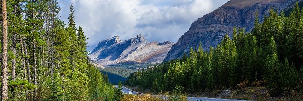 Prowincja Alberta, Drzewa, Świerki, Kanada, Droga, Góry Skaliste