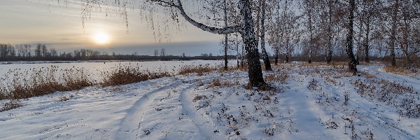 Zima, Brzozy, Drzewa, Słońce, Rzeka