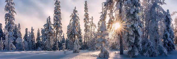 Ośnieżone, Promienie słońca, Drzewa, Śnieg, Zima