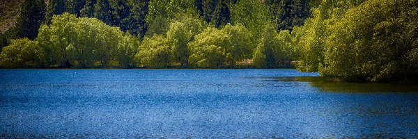 Las, Kelland Ponds, Nowa Zelandia, Region Canterbury, Zielony, Drzewa, Twizel, Staw