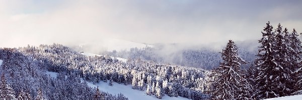 Drzewa, Mgła, Góry, Zima