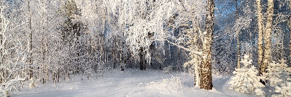 Zima, Ośnieżone, Las, Brzozy, Drzewa