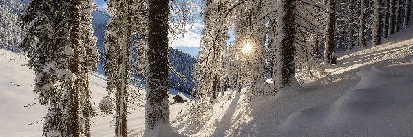 Promienie słońca, Ośnieżone, Drzewa, Dom, Las, Zima