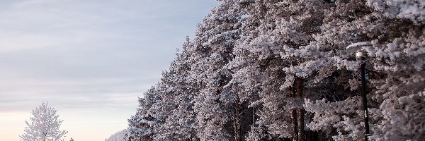 Ośnieżone, Droga, Drzewa, Zima