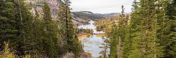 Miejscowość Mammoth Lakes, Kalifornia, Świerki, Góry, Hrabstwo Mono, Góra Mammoth Mountain, Jeziora Twin Lakes, Stany Zjednoczone