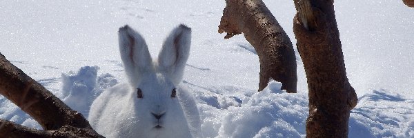 Biały, Śnieg, Zając, Zima, Drzewo