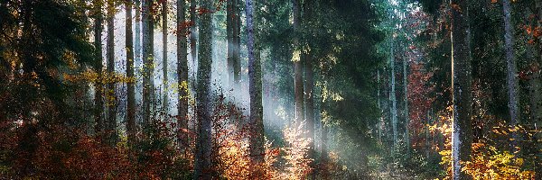 Ścieżka, Krzewy, Jesień, Przebijające światło, Drzewa, Las