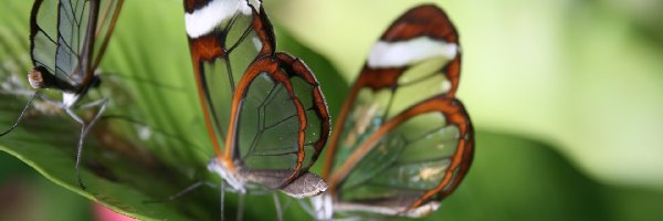 Glass, Liście, Wings Zielone, Motyle