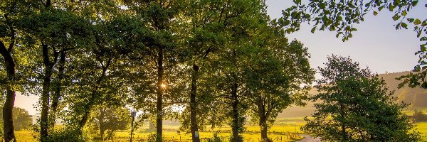 Dzień, Zielone, Drzewa, Droga, Lato, Słoneczny, Roślinność