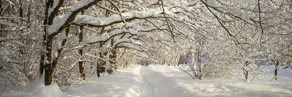 Ławka, Drzewa, Gałęzie, Park, Zima, Aleja, Śnieg