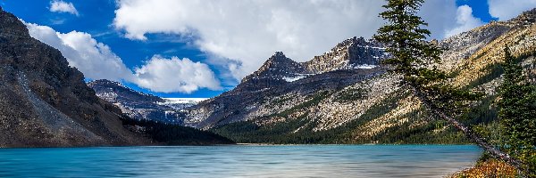 Drzewo, Pochylone, Jezioro, Canadian Rockies, Góry, Kanada, Alberta, Bow Lake, Park Narodowy Banff