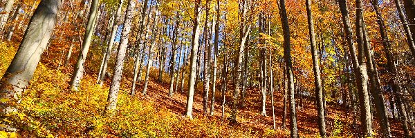 Las, Drzewa, Pożółkłe, Jesień, Liście