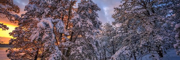 Ośnieżone, Zima, Drzewa, Wschód słońca, Śnieg