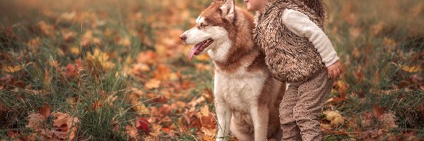 Dziewczynka, Siberian husky, Pies, Trawa, Liście