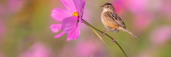 Różowy, Kosmea, Kwiat, Prinia płowa, Ptak