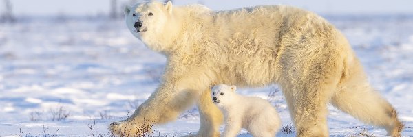 Mały, Niedźwiedzica, Niedźwiadek, Niedźwiedzie polarne