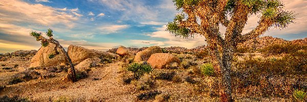 Kalifornia, Pustynia, Park Narodowy Joshua Tree, Stany Zjednoczone, Jukka krótkolistna, Drzewo Jozuego