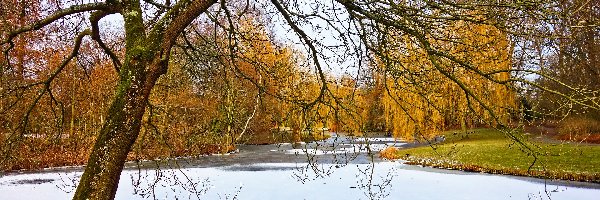 Jesień, Zamarznięty, Staw, Wierzby płaczące, Śnieg, Park