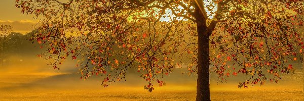 Drzewo, Promienie słońca, Jesień