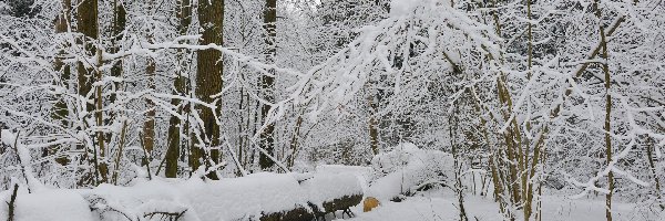 Las, Drzewa, Krzewy, Kłody, Ośnieżone, Zima