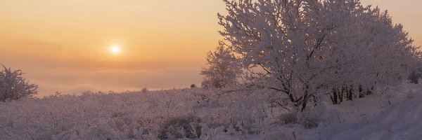 Wschód słońca, Ośnieżone, Zima, Rośliny, Drzewa