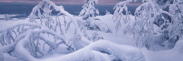 Zima, Drzewa, Śnieg, Śnieg, Gałęzie